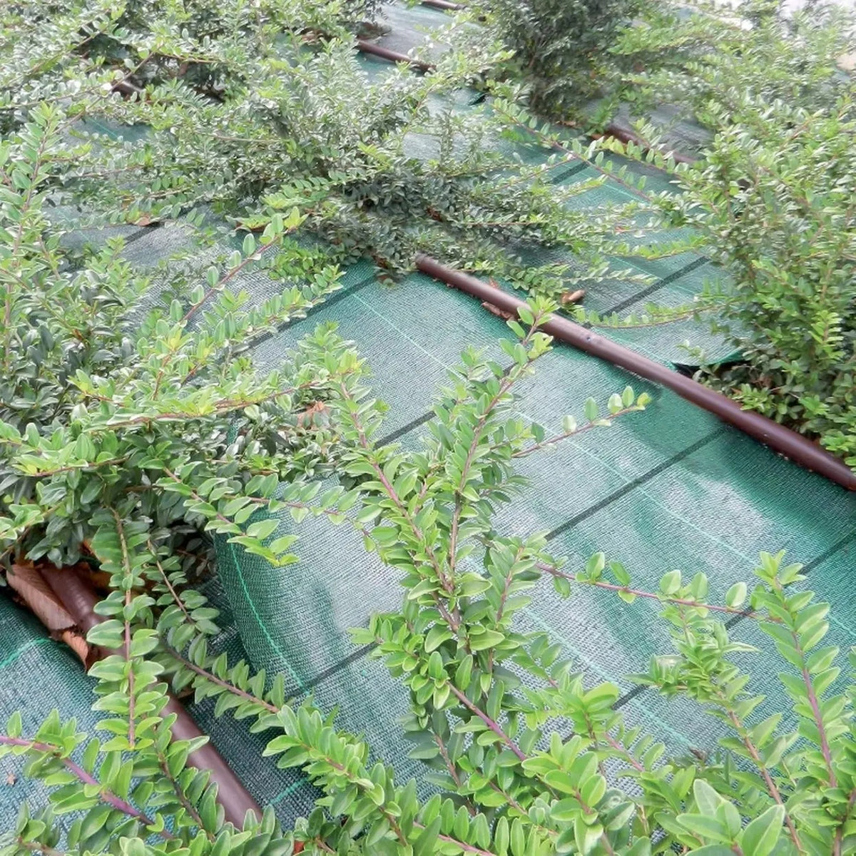 Bâche TENAX Cover Pro - Verte - 1,60 x 5 m