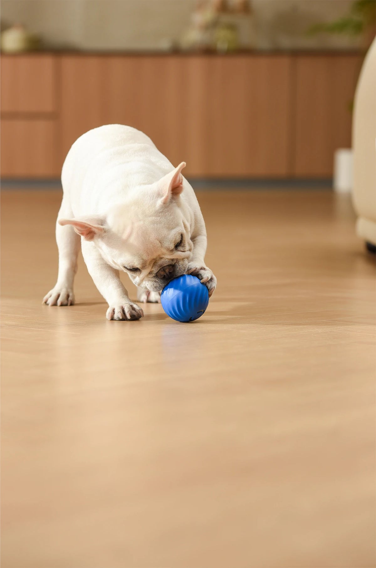 Petgravity Snack Shack Ball Bleu