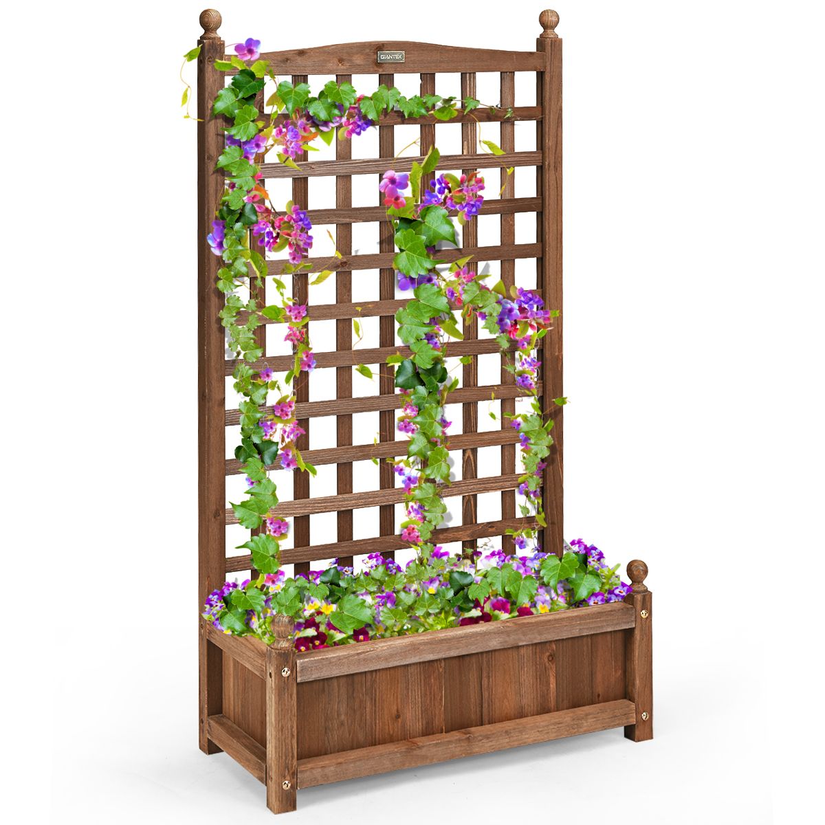 Jardinière Coast avec treillis - jardinière spacieuse - bois de pin massif - marron foncé - 64,5 x 28 x 120 cm