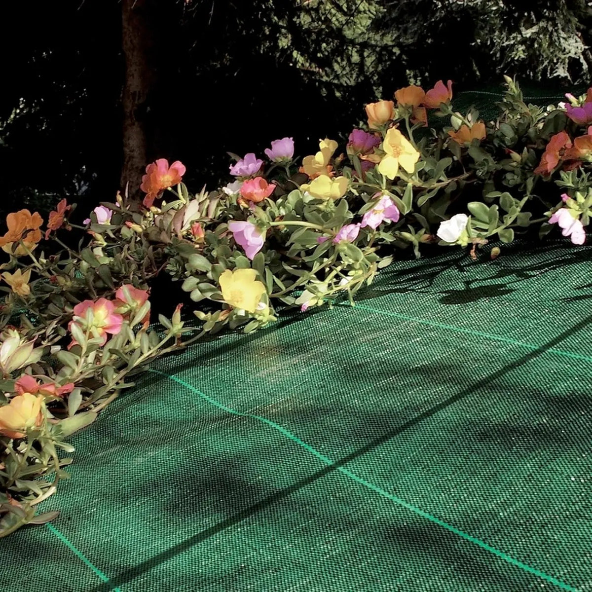 Bâche TENAX Cover Pro - Verte - 1,60 x 5 m