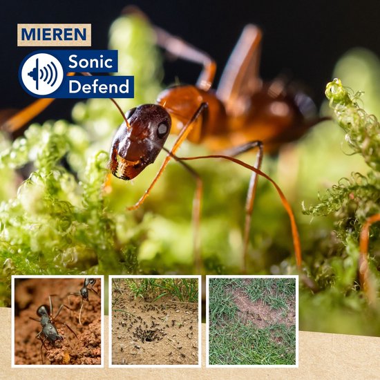 Edialux Sonic Defend Mieren Solar, répulsif anti-fourmis à énergie solaire, protège votre jardin contre les fourmis grâce à des vibrations et des signaux sonores ; sans danger pour les animaux domestiques et les organismes vivant sous terre ; surface maxi