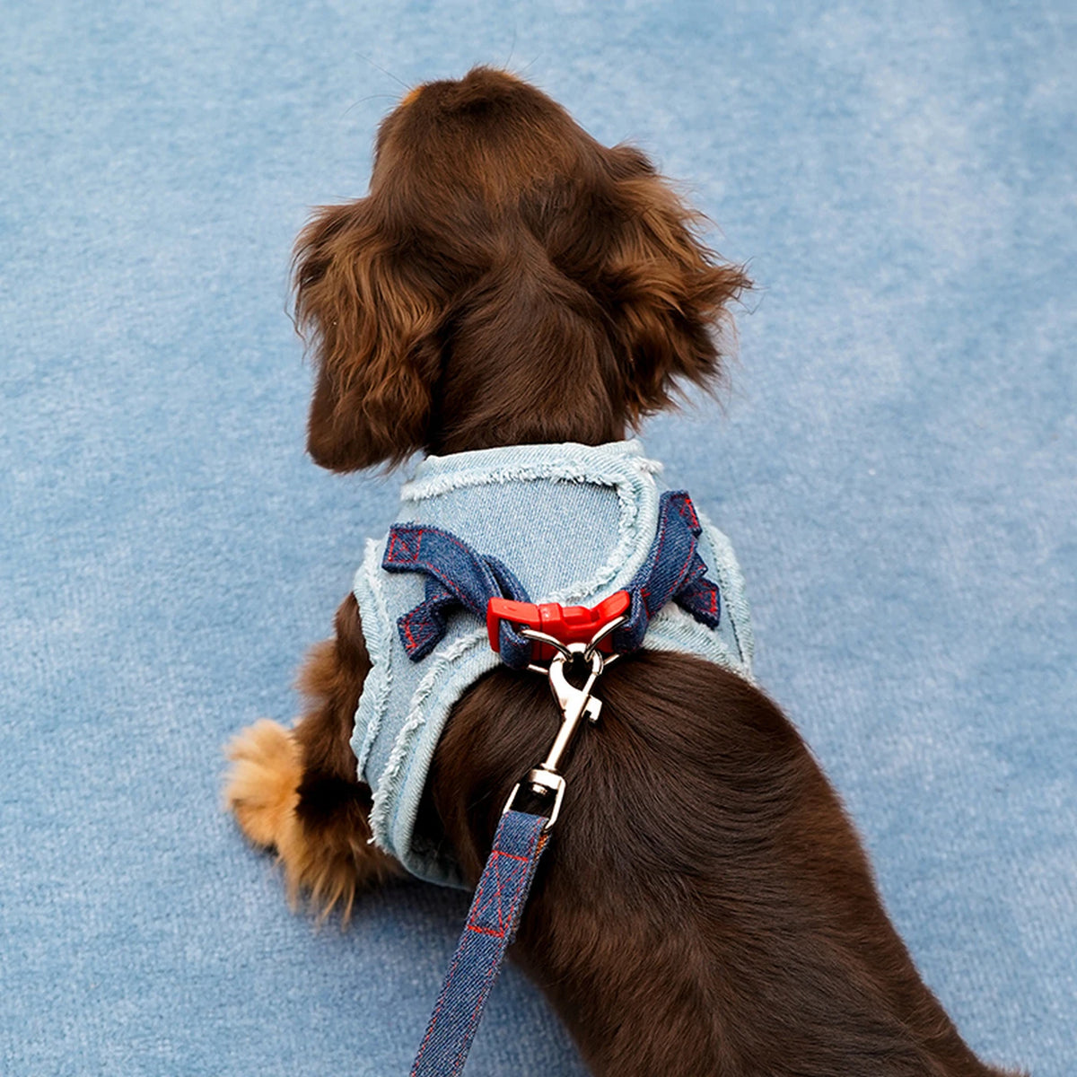 Harnais pour chien Zeze Denim - Taille S - Tour de poitrine 34–42 cm - Pour petits chiens de 2,5 à 5 kg