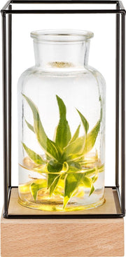 Gadgy Vase avec éclairage LED - Vase lampe - Vase en verre avec lampe - Cadeau de fête des mères - Hydroponique - Fonctionne avec des piles - Lampe de table - Ø11cm
